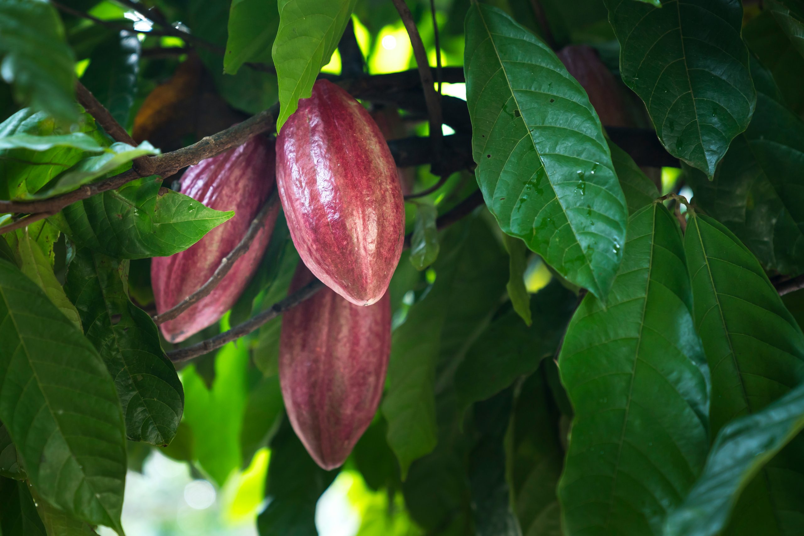 A ripe cocoa pod