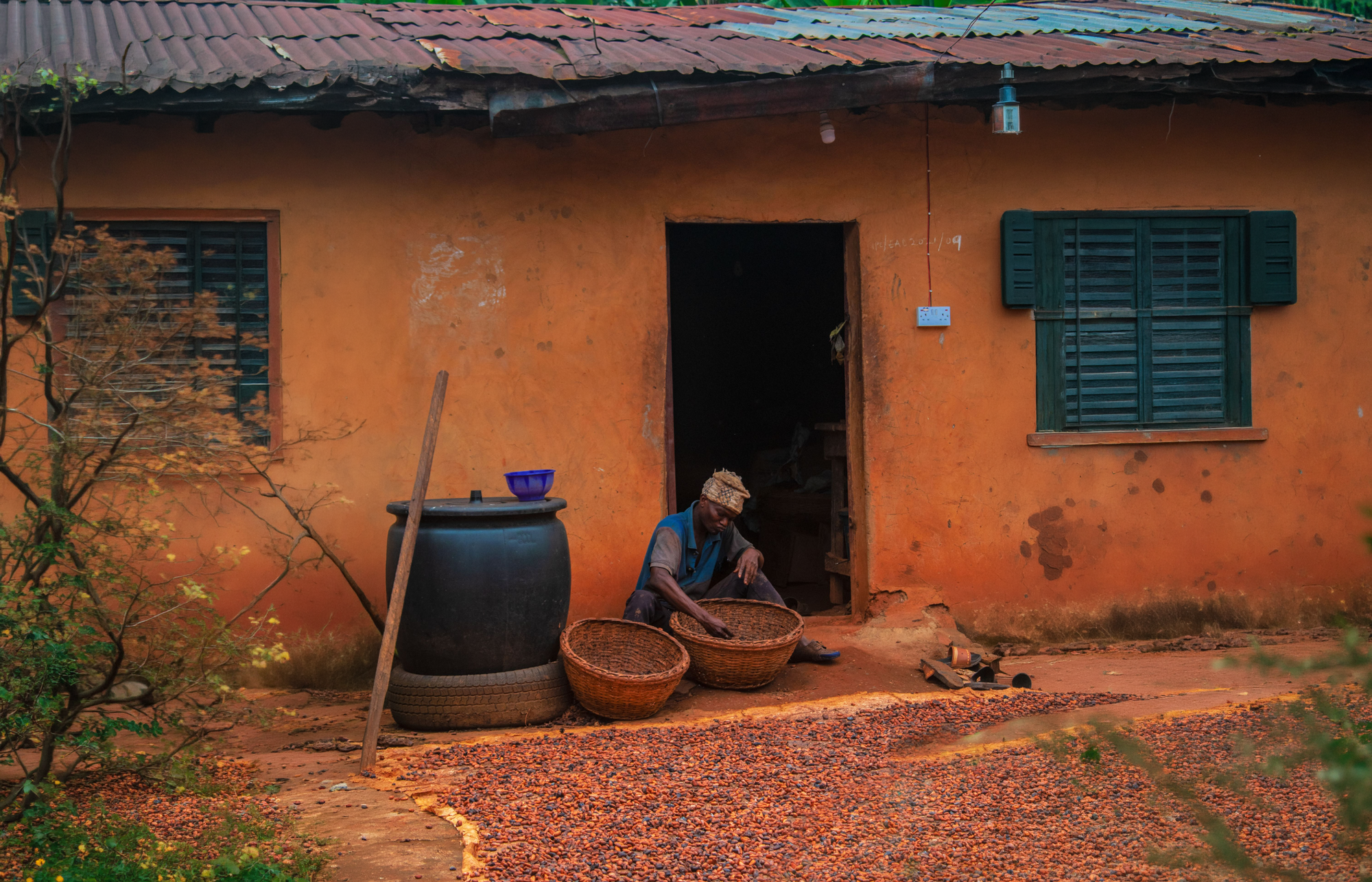 Cocoa farmers working together