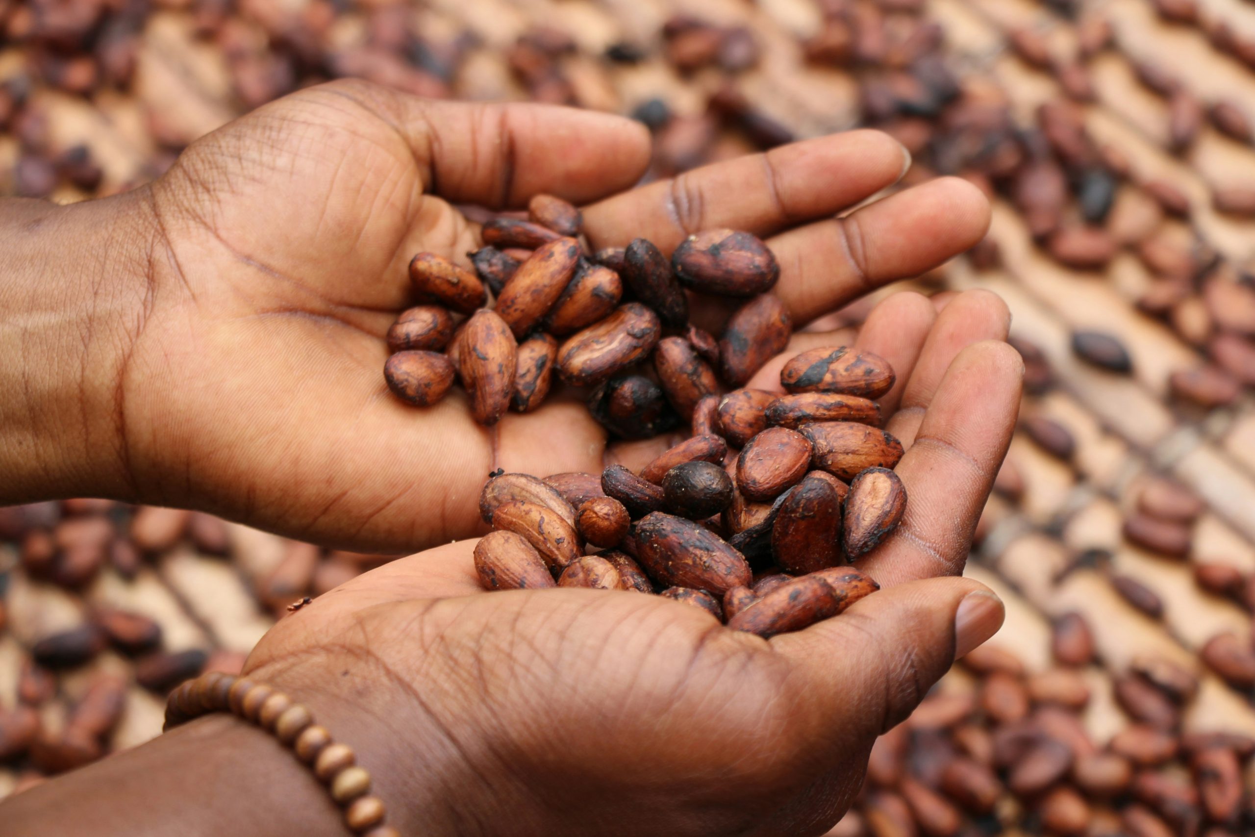 Cocoa farmers