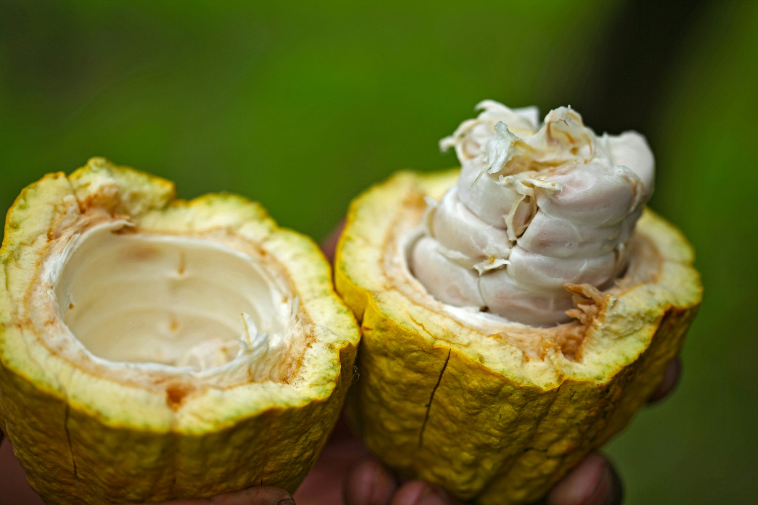 Cocoa-farming community