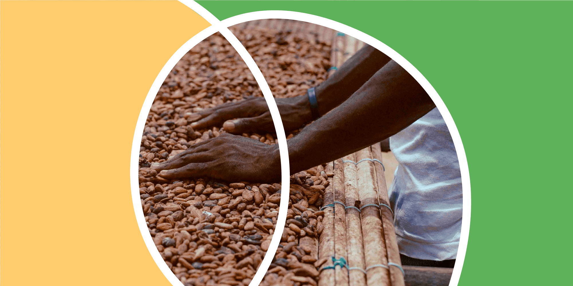 A cocoa farmer discussing plans in the field