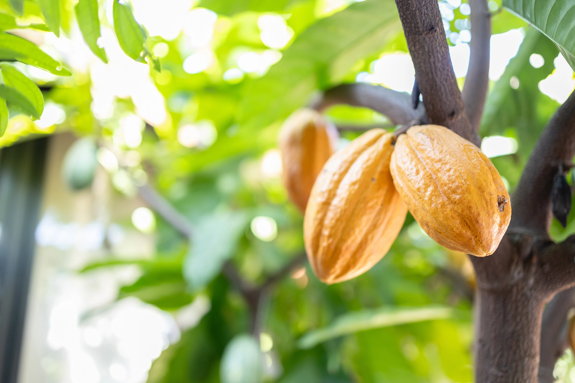 A cocoa farmer in the field
